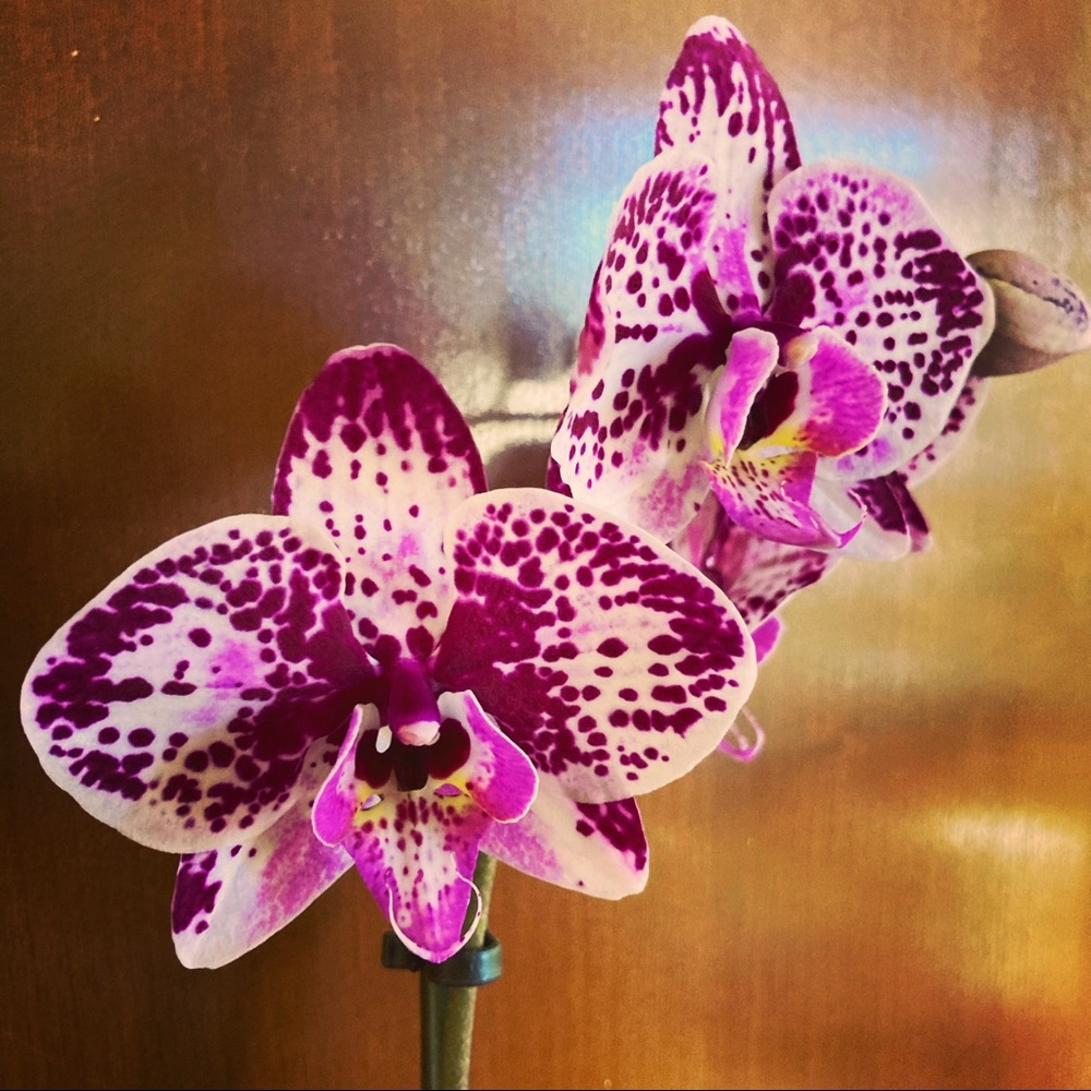 Meet your Posher, Taylor